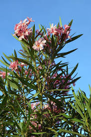 To connect with oleander, join facebook today. Botanikus Oleander