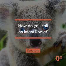 Start quiz what does the word koala roughly translate to? How Do You Call An Infant Koala Australia Koala Animal Animallovers Igaustralia Animals Baby Young Oz Quiz Quiz Pub Quiz Trivia Night