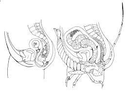 рентген  голые девки, члены, голые девки с членами, дрочево, гуро,  извратское порно и прочая половая ёбля - смотреть бесплатно!