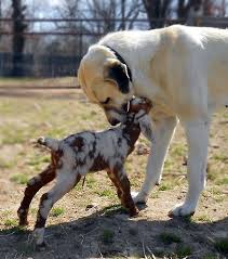 Browse thru our id verified puppy for sale listings to find your perfect puppy in your area. Anatolian Shepherd Dog Turkish Lion Kangal Turkish Mastif Kangal Dog Anatolian Shepherd Dog Anatolian Shepherd