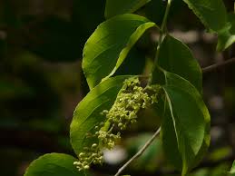 Image result for Celastraceae