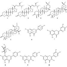 Image result for Acridocarpus chloropterus