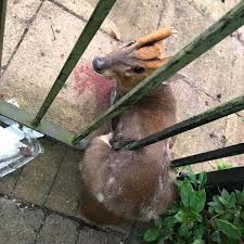 Submitted 5 years ago by ralphiesboogers. Watch Trapped Deer Freed In Sutton Coldfield Thanks To Washing Up Liquid Birmingham Live
