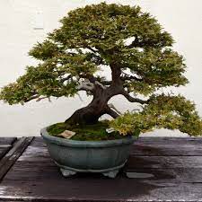 Hunting bonsai materials / natural bonsai in the wild gives you lots of pleasant surprises. How To Grow Trained Bonsai Trees Bonsai Tree Gardener