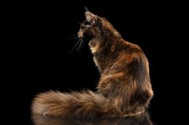 Bildergebnis für main coon schwarz