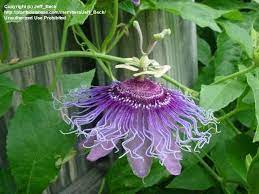 Passionflower Maypop Fruit Great For Jams And Jellies Mildly Sedating Medicinal Plant All Par Passion Flower Medicinal Plants Growing Mushrooms At Home