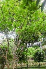 Image result for Suregada procera