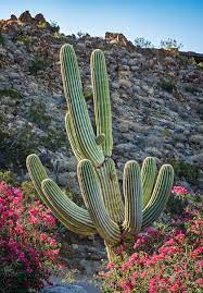 Chrome postcard cactus springs lodge, 68075 club circle drive desert hot springs, ca. Cacti Shape The Residential Landscape In Greater Palm Springs