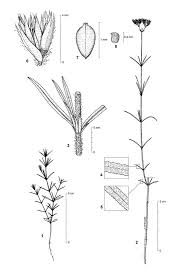 Image result for Polycarpaea corymbosa