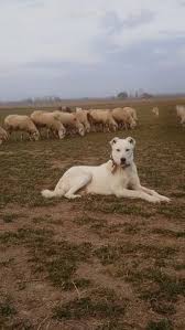 Akbas Coban Kopekleri Fotograf Indir 2020 Akbas Kopek Labrador Retrievers