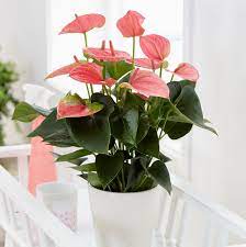 Buy Flamingo Flower Anthurium Pink Champion Antinkeles Pbr 21 99 Delivery By Crocus Anthurium Plant Flamingo Plant Indoor Flowering Plants