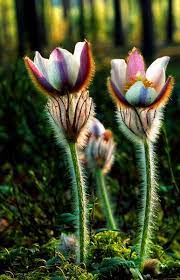 By N O Holegersson Flowers Photography Forest Flowers Rare Flowers
