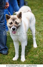 Alabay, bir diğer adı ile alabai köpeği çoban köpekleri arasında en çok tercih edilen cinsler arasında yer almaktadır. Offener Mund Hund Alabai Stehende Ziehen Hund Mund Alabai Zunge Gras Rgeoffnete Canstock