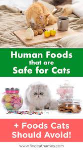 24 Human Foods Cats Can Eat Foods Cats Should Avoid Foods Cats Can Eat Human Food For Cats Homemade Cat Food
