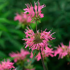 Maybe you would like to learn more about one of these? Bee Balm Finegardening