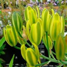 Image result for Cassinopsis ilicifolia