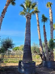 Image result for Washingtonia filifera