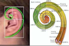 Résultat de recherche d'images pour "pétales fleurs fibonacci"