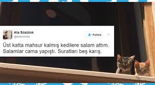 Kedilerle Alakali Atilmis En Guzel 10 Tweet