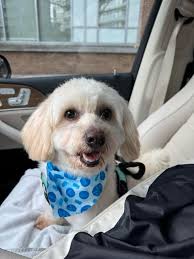 Abandoned, Not Broken: Meet Loving Tango!"**