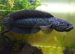 Awesome Freshwater Snake Head Fish Pet Fish Ocean Creatures Aquarium Fish