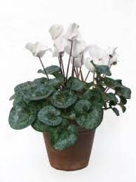 Cyclamen require excellent drainage to thrive, so it's the key to growing perfect examples. Cyclamen Lovetoknow