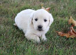 Puppies For Sale Near Me Find Your Puppy Vip Puppies Retriever Puppy Puppies For Sale Golden Retriever Puppy