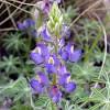 Arizona wildflower pictures | photos of arizona wild flowers. Https Encrypted Tbn0 Gstatic Com Images Q Tbn And9gct2h7dwy7 Z56oxuy2wgipyca8htos D7pe1c 5tuxedxpzpkak Usqp Cau