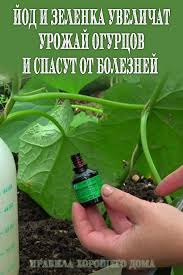 сад огород своими руками огурцы от а до я Dacha Ogurcy Uvelichit Urozhaj Otboleznej Ovoshnoj Ogorod Ovoshnoj Sad Organicheskoe Sadovodstvo