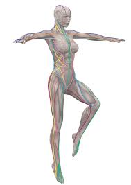 The human body muscle anatomy is very complex with different groups categorizing the muscles in different ways. Whole Body Fascial And Myofascial Linkage About Anatomy Trains