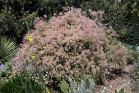 Mountain mahogany cercocarpus montanus this craggy foothills shrub has character. Shrubs For Sun Phelan Gardens