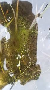 Image result for Volusia resupinata