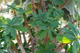 Image result for Oeceoclades decaryana