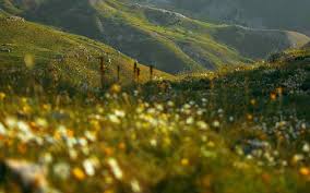 We did not find results for: Valley Of Flowers Tour Packages For Trekking India Enigma