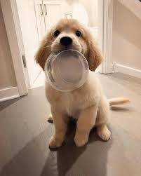 80b Begenme 768 Yorum Instagram Da Golden Retrievers Retrieverpuppies Lil Nug In The Snow Hudson Goldenboy Puppies Cute Baby Animals Cute Dogs