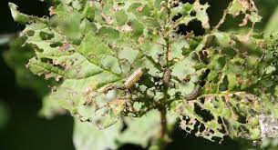 Have you thought about 'viburnum opulus' when the common remedies fail to act? Viburnum Beetle Garden Pests Diseases Gardening Tips Thompson Morgan