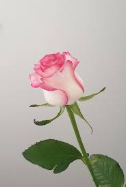 They effortlessly provide a fantastic break to the monotonous wall color, enhancing the wall itself and every accompanying element, without embarking on the much longer and more painstaking effort of putting wallpaper on the entire wall. 100 Pink Rose Pictures Hd Download Free Images Stock Photos On Unsplash