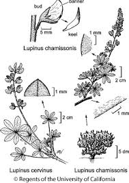 Image result for Aeschynomene chimanimaniensis