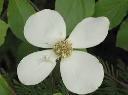 Image result for Cornaceae