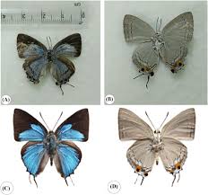 Image result for Englerina woodfordioides