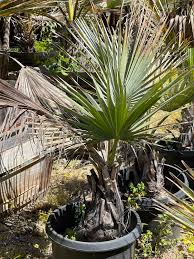Image result for Triumfetta brachyceras