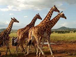 Timebender25 · 5 weeks ago if you say self defense. then let me ask you this. Rothschild Safaris On Twitter This Unicorns Are Fake But Giraffes Are Real A Leopard Moose Camel With A 40 Foot Neck Is Absolutely More Believable Than A Horse With A Horn Here S A Tower