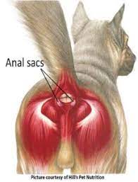 Anal Sac Cancer In Dogs Bluepearl Pet Hospital