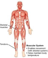 It is large and powerful because it has the job of keeping the trunk of the body in an. 11 Organ Systems Their Important Functions In Human Body