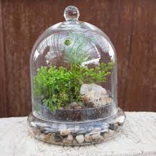 46 Spruce Wholesale Supply House Plant In Glass Glass Cloche Cloche Decor