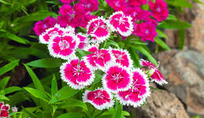 Image result for Dianthus