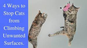 How To Stop Cats From Climbing On Furniture Cats Cat Climbing Pets