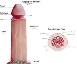 Der Penis - Wie groß ist wirklich normal? (Penisgröße)