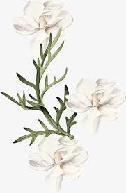 White Flower Illustration Wind White Flower Illustration Wind White Clipart Flower Clipart Illustration Clipar Flower Illustration Flower Clipart White Flowers