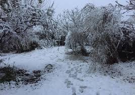 La nieve si no es abundante por lo menos sí cubren el suelo, cubren la superficie, se ve blanco, en los municipios en donde, repito, años que no se en el caso del cofre de perote, la nieve cayó a 4 mil metros sobre el nivel del mar, una altitud bastante considerable, algo común en la época de invierno. R5ceoltl2vtlem